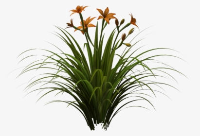 Lily Png, Transparent Png, Free Download