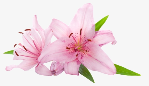 Pink Lily Flowers Png , Png Download, Transparent Png, Free Download