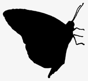 Butterfly, Silhouette, Nature, HD Png Download, Free Download