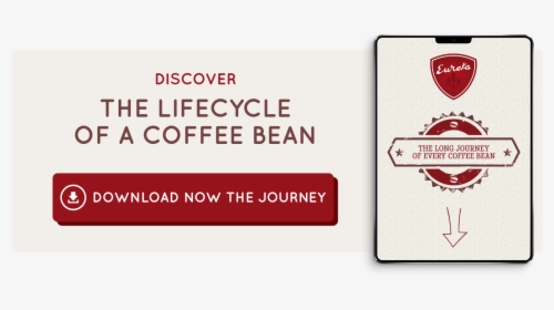 Coffee Bean Png, Transparent Png, Free Download