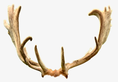 Deer Antler Trophy Hunting Ford Mustang Horn, HD Png Download, Free Download