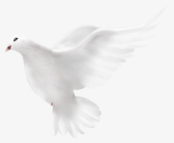 Dove Peace Png, Transparent Png, Free Download