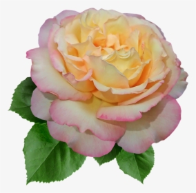 Rose, Flower, Peace, Garden, Nature, Cut Out, Isolated, HD Png Download, Free Download