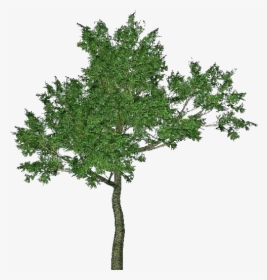 3d Trees - Sassafras - Acca Software, HD Png Download, Free Download