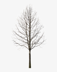 Winter Trees Png, Transparent Png, Free Download