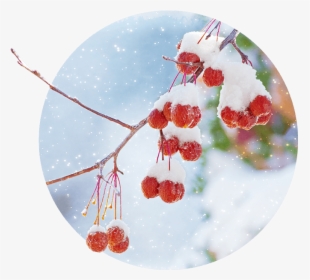 Snowing Png, Transparent Png, Free Download