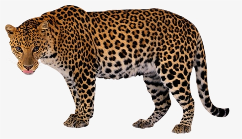 Leopard Clip Art, HD Png Download, Free Download