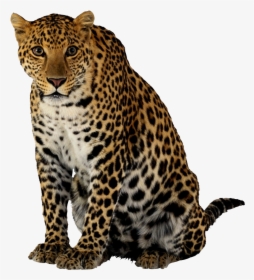 Download Leopard Png Clipart, Transparent Png, Free Download