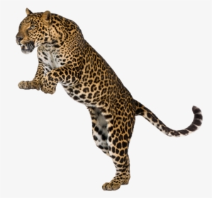Leopard Cheetah Felidae Wall Decal, HD Png Download, Free Download