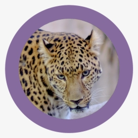 African Leopard , Png Download, Transparent Png, Free Download