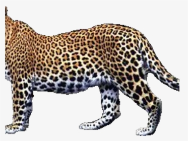 Transparent Leopard Png, Png Download, Free Download