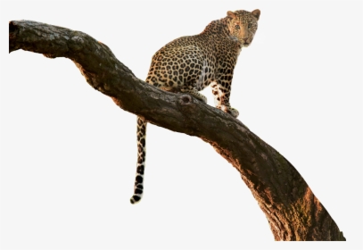 #leopard #cutout #tree #branch ✏ #jungle #overlay #jumminbs - African Leopard, HD Png Download, Free Download