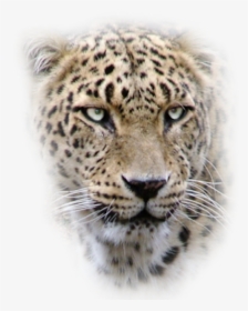 Leopard Png Free Download - Leopard Head Png, Transparent Png, Free Download
