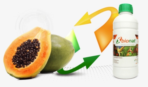 Transparent Papaya Png - Papaya With Seed, Png Download, Free Download