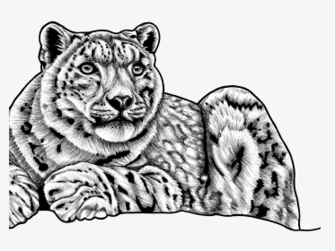 Snow Leopard - Sketch Of Snow Leopard, HD Png Download, Free Download