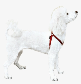 Poodle Dog White Petsandanimals Cute - Companion Dog, HD Png Download, Free Download