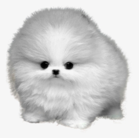#dog #fluffy #puppy #baby #cute - Cute Puppy Dogs Fluffy, HD Png Download, Free Download