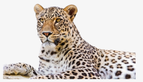 Persian Leopard Snow Leopard Desktop Wallpaper Felidae - Amur Leopard Png, Transparent Png, Free Download