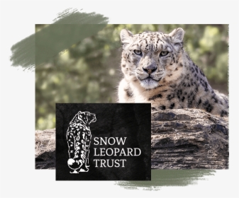 Snow Leopard, HD Png Download, Free Download