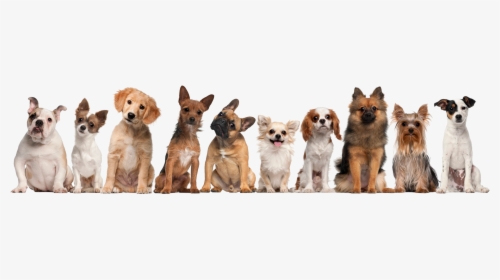 Transparent Background Dogs Png, Png Download, Free Download