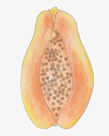 Papaya Drawing Botanical - Grape, HD Png Download, Free Download