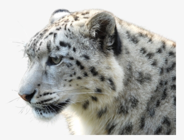 Leopard, Wild Animal, Wildcat, Big Cat, Safari, Africa - Snow Leopard White Tiger, HD Png Download, Free Download