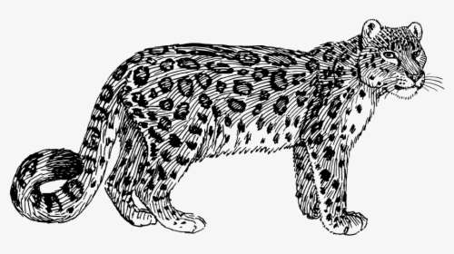 Free Vector Snow Leopard - Snow Leopard Clipart Black And White, HD Png Download, Free Download