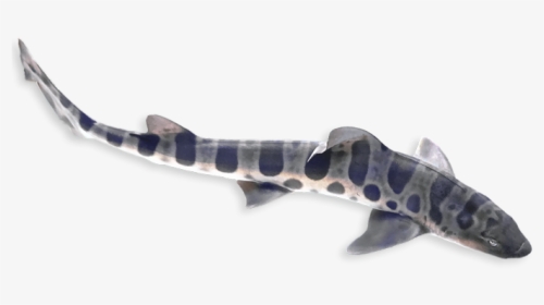 Pacific Sturgeon, HD Png Download, Free Download