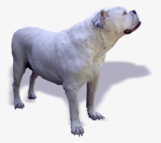 Dog, Bulldog, Oldebulldog, Old English Bulldog - Buldogangielski Png, Transparent Png, Free Download