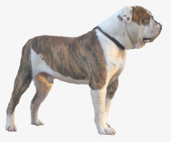 Alpha Blue Blood Bulldog Png , Png Download - Transparent American Bulldogs, Png Download, Free Download