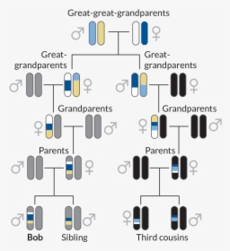 Dna Family Relationship Analysis, HD Png Download, Free Download