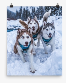 First Snow Poster - Poster Husky, HD Png Download, Free Download