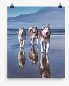 Life"s A Beach Poster - Husky Squad, HD Png Download, Free Download