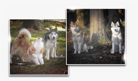 Miniature Siberian Husky, HD Png Download, Free Download