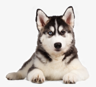 Chó Husky - Cachorro De Los Lobos Siberianos, HD Png Download, Free Download