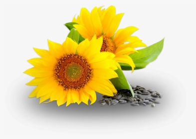 Sunflower Oil Png, Transparent Png, Free Download