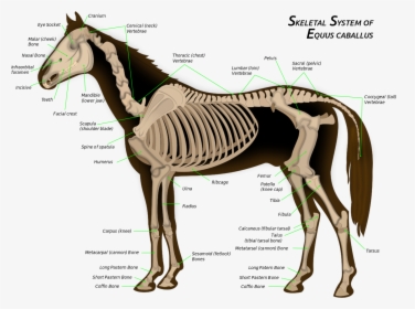 Skeletal System Of A Horse, HD Png Download, Free Download