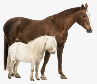 Shetland Pony Belgian Horse Welsh Pony And Cob Stock - Horse And Pony Together, HD Png Download, Free Download