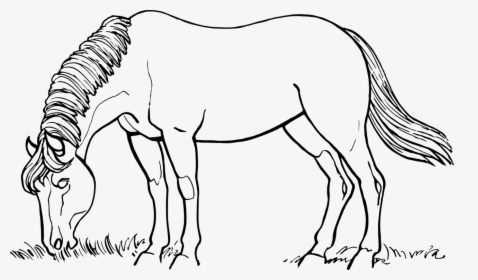 Horses Png Black And White - Horse Black And White Drawing, Transparent Png, Free Download