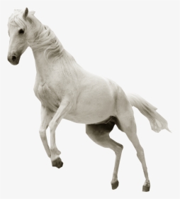 Jumping White Horse Png, Transparent Png, Free Download