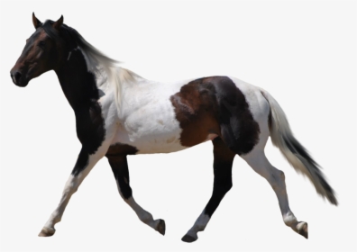 Transparent Mustang Horse Clipart - Horse With Transparent Background, HD Png Download, Free Download