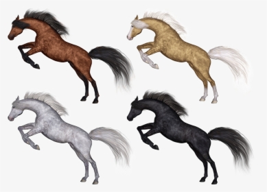 Horse, Horses, Pony, Ponies, Arab, Arabian, Purebred - Cheval Race, HD Png Download, Free Download