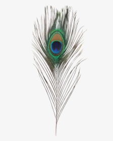 Transparent Peacock Feather Png - Peacock Feather Hd Png, Png Download, Free Download