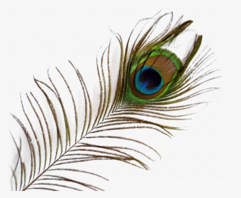 Single Peacock Feathers With Flute Png Download - Transparent Background Peacock Feather Png, Png Download, Free Download