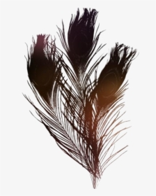 Peacock Feather Png Transparent Images - Transparent Background Peacock Feathers Png, Png Download, Free Download