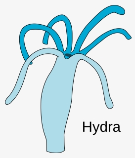 Diagram Of Hydra, HD Png Download, Free Download