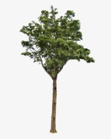 Tree 2 Png - Transparent Background Tree Png, Png Download, Free Download