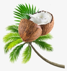 Coconut Tree Transparent Image - Beach Coconut Tree Png, Png Download, Free Download