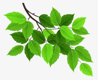 Branch With Green Leaves Png - Branch With Leaves Png, Transparent Png, Free Download