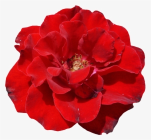 Rose Flower Top View Png Image - Real Red Flower Png, Transparent Png, Free Download